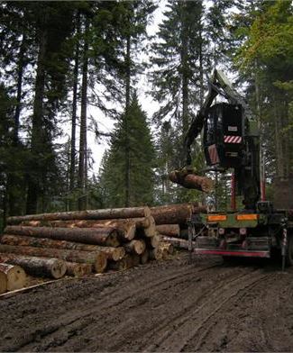 Lavori Nel Bosco